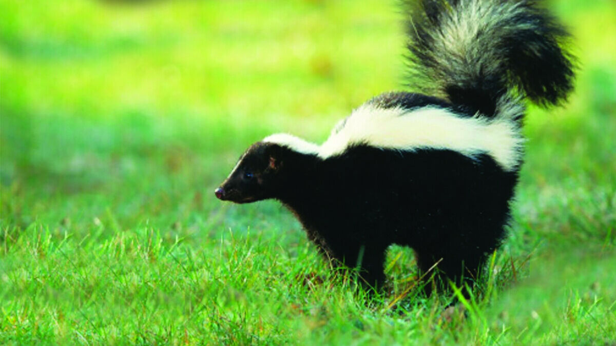 Montana’s Scented Sharpshooter The Striped Skunk