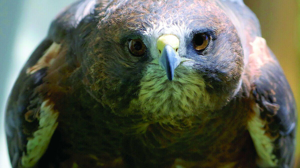 Raptors Restored: Montana Raptor Conservation Center Leads the...