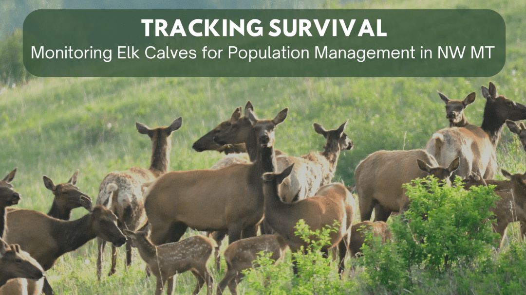 Tracking Survival: Monitoring Elk Calves for Population...
