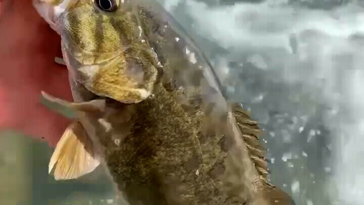 Smallmouth bass found in Gardner River